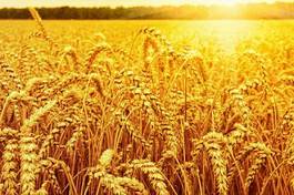 Fotoroleta słońce pszenica wiejski trawa