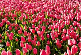 Obraz na płótnie pejzaż natura kwiat park tulipan