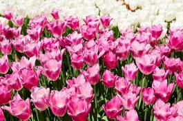 Naklejka kwiat park świeży lato tulipan