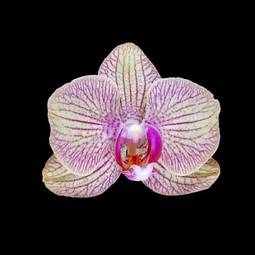 Fotoroleta storczyk bukiet kwiat egzotyczny