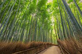 Naklejka tropikalny bambus ścieżka roślina spokojny