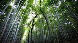 Naklejka azja japonia drzewa tropikalny