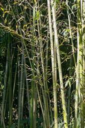 Naklejka azjatycki dżungla tropikalny ogród spokojny