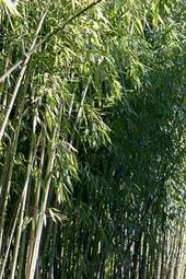 Fotoroleta dżungla spokojny azjatycki roślina azja