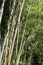 Plakat dżungla las bambus roślina