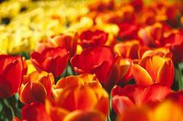 Plakat amsterdam holandia tulipan