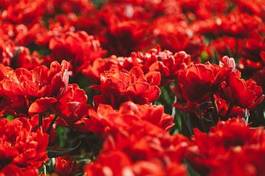 Plakat rolnictwo tulipan kwitnący piękny natura
