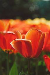 Obraz na płótnie piękny tulipan kwiat rolnictwo roślina
