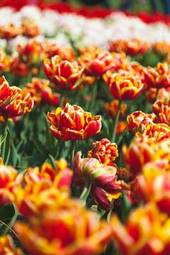 Naklejka kwiat park amsterdam tulipan natura