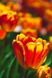 Naklejka ogród holandia łąka roślina tulipan