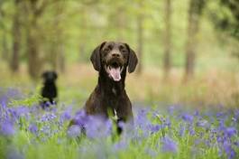 Fotoroleta psy na łące w kwiatach
