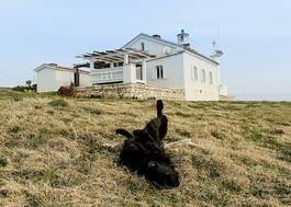 Fotoroleta czarny pies bawiący się na łące