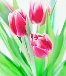 Obraz na płótnie kwiat roślina tulipan bukiet kwitnący