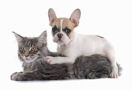 Plakat kot pies szczenię zwierzę