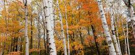 Plakat las jesień brzoza sezon