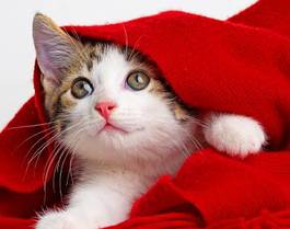 Fotoroleta kociak w czerwonym szaliku