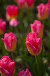 Fototapeta colorful tulips field