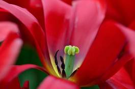 Naklejka tulipan roślina holandia