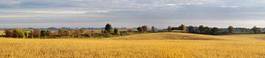 Obraz na płótnie rolnictwo jesień ziarno trawa
