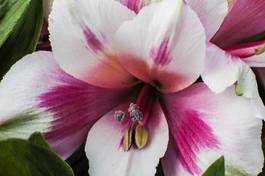 Naklejka storczyk kwiat makro  