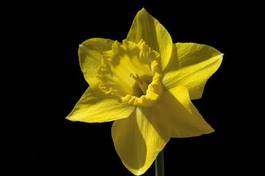 Obraz na płótnie kwiat narcyz wolny still-life zwolniony