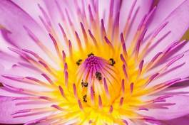 Naklejka purple water lilies