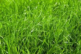 Naklejka pole łąka trawa