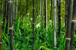 Plakat kwiat spokojny bambus natura azja