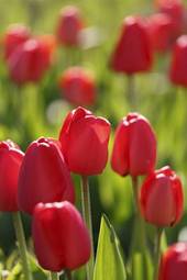Naklejka kwiat roślina natura tulipan ogród