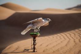 Fototapeta bezdroża pustynia ptak portret pejzaż