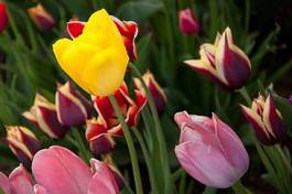 Naklejka roślina natura kwiat tulipan