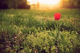 Naklejka roślina świeży tulipan