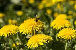 Naklejka natura pyłek trawa