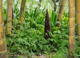 Fotoroleta japonia bambus   