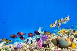 Fotoroleta krajobraz podwodny ogród