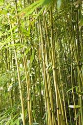 Naklejka bambus tropikalny las liść szypułka
