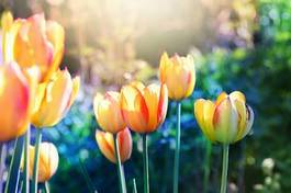 Obraz na płótnie vintage lato tulipan