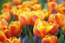 Naklejka kwitnący tulipan bukiet miłość ogród