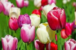Obraz na płótnie lato bukiet natura ogród tulipan