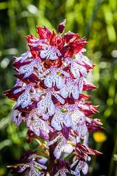 Fotoroleta storczyk kwiat lato włochy