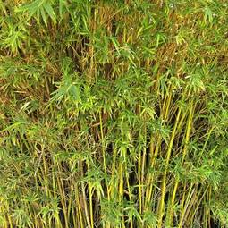 Obraz na płótnie bambus tropikalny natura