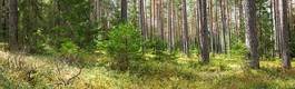 Obraz na płótnie roślina piękny estonia dziki