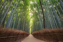 Naklejka ogród bambus japonia natura