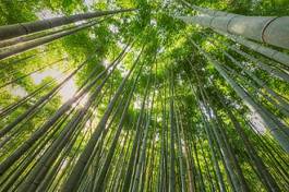 Plakat azja drzewa azjatycki las japoński