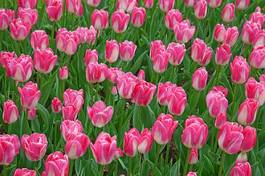 Naklejka pąk tulipan europa świeży
