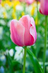 Naklejka tulips