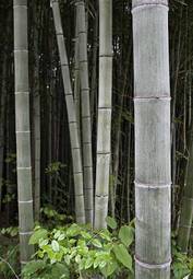 Naklejka bamboo plants