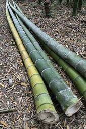 Naklejka widok ogród japonia bambus tropikalny