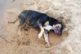 Naklejka pies w piasku