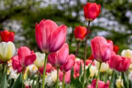 Fotoroleta krajobraz tulipan roślina natura